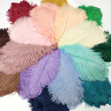 Ten Coloured Ostrich Feathers