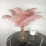 Ten Coloured Ostrich Feathers