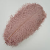 Ten Coloured Ostrich Feathers