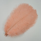 Ten Coloured Ostrich Feathers