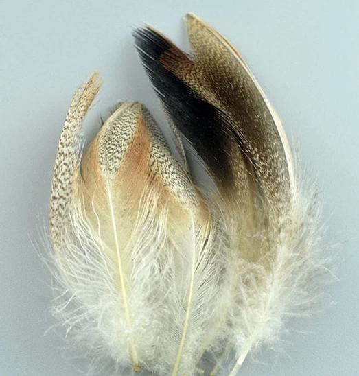 20pc Natural Feathers | Lots To Choose From | DIY Decor Craft - Woodland Gatherer
